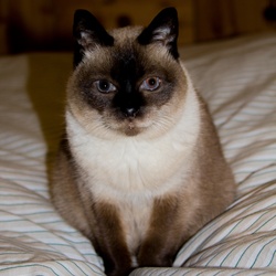 Animaux